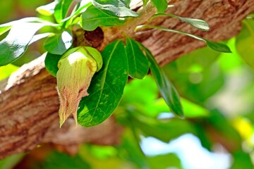 Beautiful flower of Calabash tree (Crescentia cujete) with blurred background.