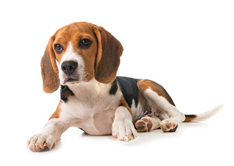 puppy beagle in studio - obrazy, fototapety, plakaty