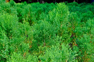 Lawson’s pine (Pinus lawsonii) for background.