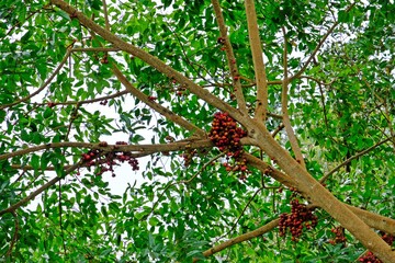 Fototapeta premium Dull reddish-dark crimson Cluster Fig (Ficus racemosa) fruits on its tree in the forest.