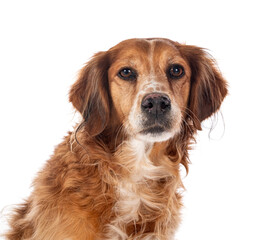 brittany spaniel in studio