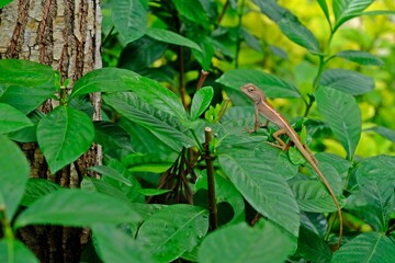 The Red chameleon on the green leaves tree.