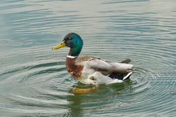 Duck in the spring in the city pond.