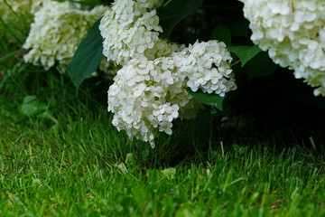 White Hydrangea blooms in the summer garden.