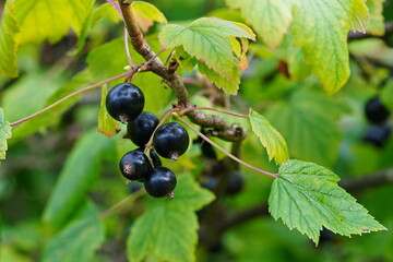 Black currant grows on a green bush.