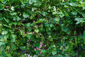 Green grapes grows in the suburbs.