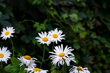 Garden daisies bloom in the summer garden.