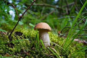 White mushroom grows in the forest.