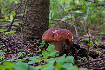 White mushroom grows in the forest.