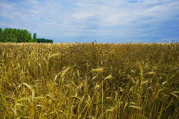 Ripe wheat field in the Moscow region.