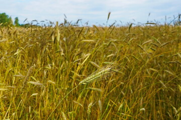 Ripe wheat field in the Moscow region.