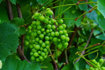 Green grapes grows in the suburbs.