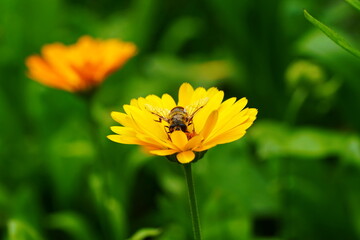 A hoverfly sits on a yellow calendula flower.