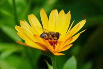 A hoverfly sits on a yellow calendula flower.