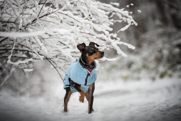 Portrait Hund zwergpinscher chihuahua im schnee auf verschneitem weg mit bäumen und sträuchern im...
