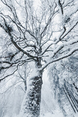Baum von unten schneebedeckt