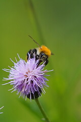 A bumblebee sits on a flower and collects nectar.