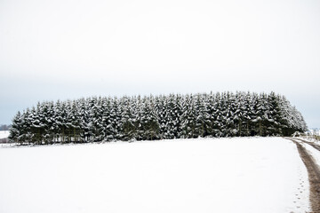 snow covered forest in luxembourg in january