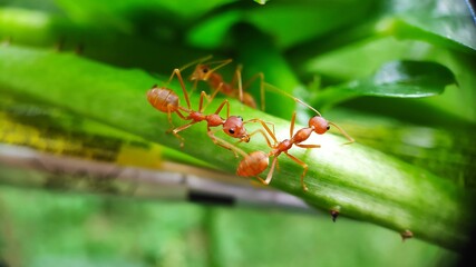 ants on a leaf