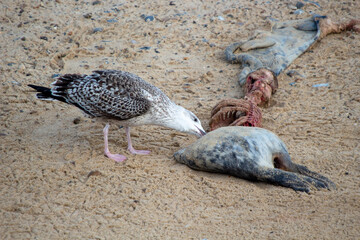A seagull feed on the carcass of a Grey Seal (Halichoerus grypus)