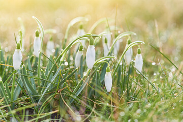 Spring snowdrops flower. Early spring close-up flowers with bright sunlight
