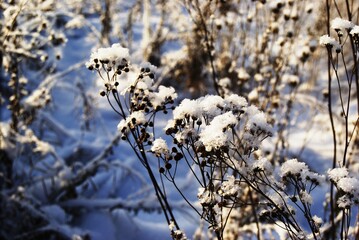 tree branch, winter landscape, winter scene, ray, snowy, nature, white, ice, outdoors, decoration, seasonal, xmas, december, clear, icicle, abstract, decorate, celebrating, icy, freezer, aqua
backgrou
