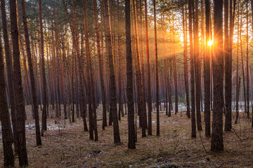 Sunrise in the spring pine forest with last snow. Sunbeams shining through the haze between pine...