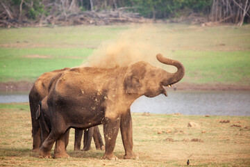 A mud bath for Elephant