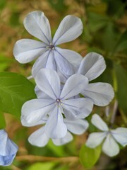 Obraz premium white flowers in the park