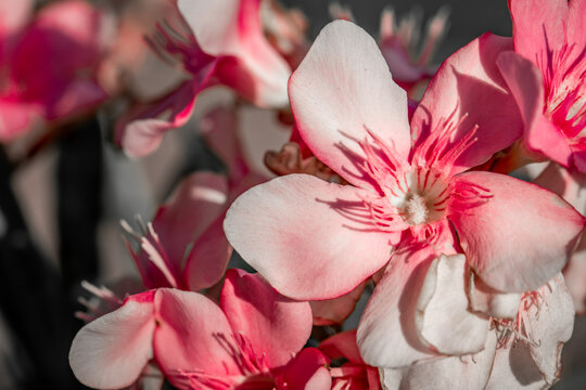 Photos of some flowers in a local garden.