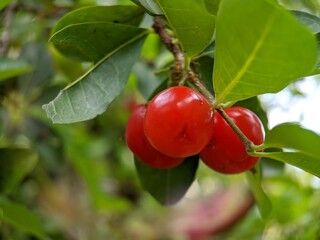 red cherries on a tree