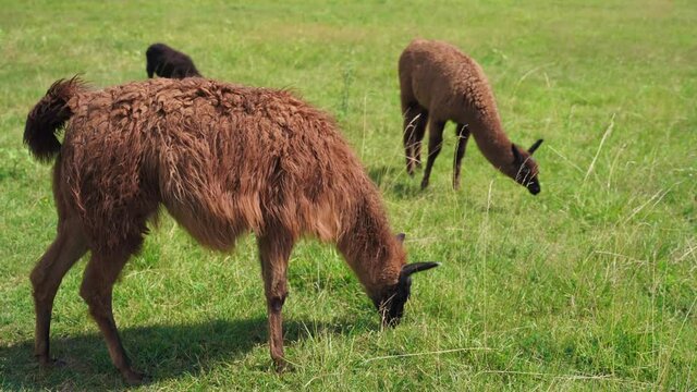 Brown llama eating grass outdoors in wild zoo