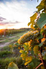 Grappe de raisin blanc dans les vignes au couché du soleil.