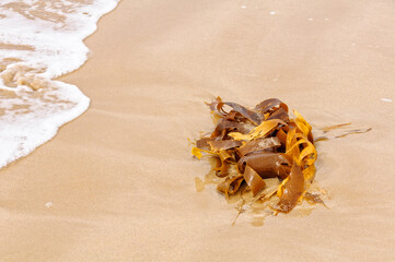 Seaweed washed ashore - Torquay, Victoria, Australia