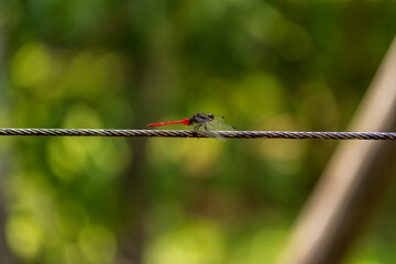 Red dragonfly on metal wire.