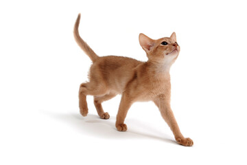 ginger purebred kitten on a white background