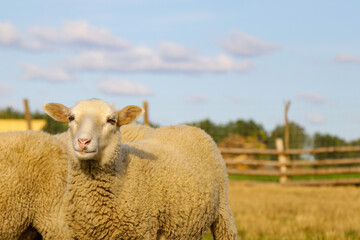 Beautiful light lamb close-up on a meadow on a sunny day.