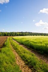 Fototapeta na wymiar Chemin de campagne dans un paysage agricole en France.