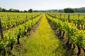 Rang de vigne au printemps, vignoble en France.