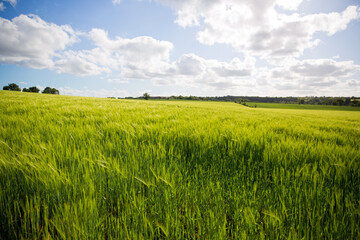 Champ de blé vert au printemps dans la campagne en France.