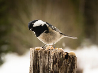The Coal tit and the peanuts.