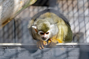 A beautiful little monkey is sitting on a tree.