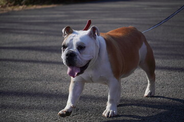 イングリッシュブルドッグ　子犬　公園ロケーション撮影　写真67