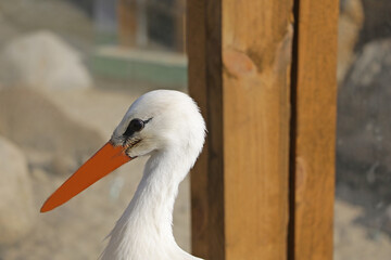 Beautiful stork close-up. Flies off to winter in warm countries.