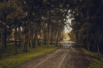 road in the forest