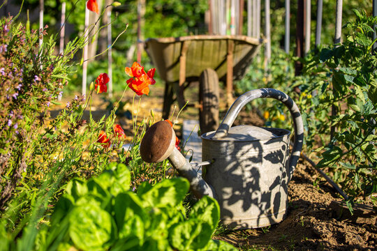 Arrosoir et brouette dans un potager au milieu des l&eacute;gumes.