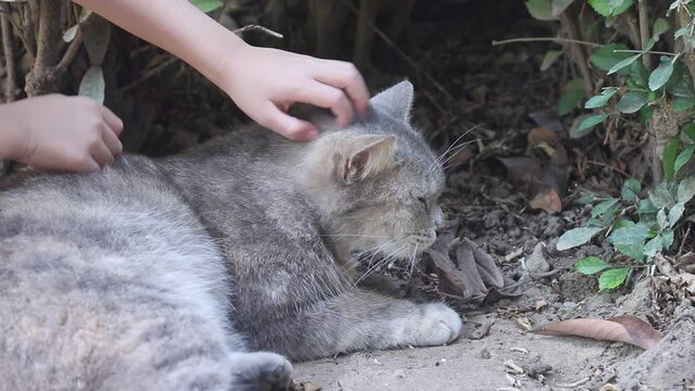 Massage cat head  with gentle  by young asian child girl hands 