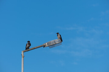 crows perched on a lamppost