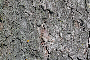 The texture of the bark of a tree trunk in the forest. Background.