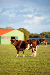 Fototapeta na wymiar Troupeau de vache Rouge des prés devant une ferme à la campagne.